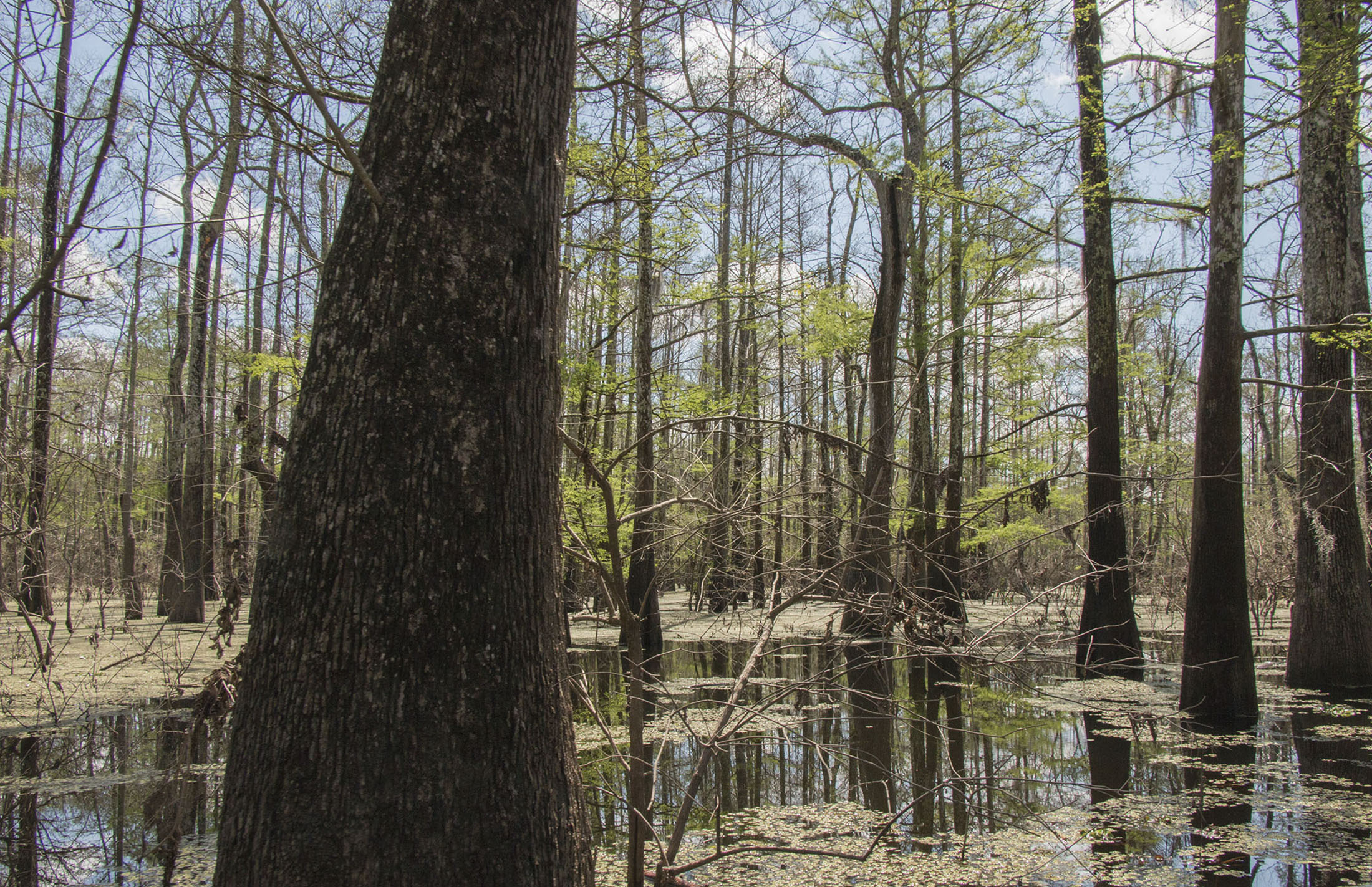 The swamps and wetland forests of the Atchafalaya Basin are filled with tupelo and cypress trees, which can grow for hundreds of years.