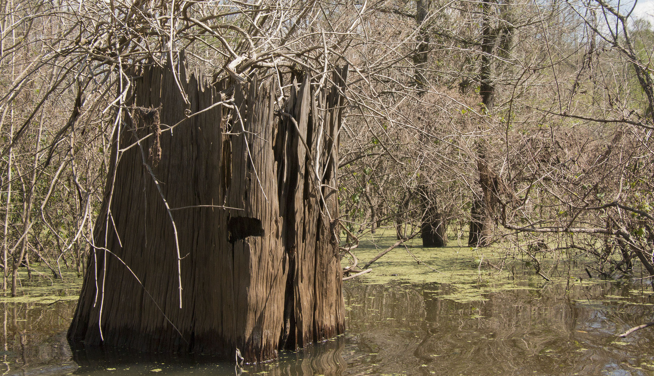 Stumps of cypress trees cut as far back as the 1800s still stand in the Atchafalaya. Almost every fully grown tree was cut from the basin, and it will take hundreds of years for them to grow back to their former prominence.