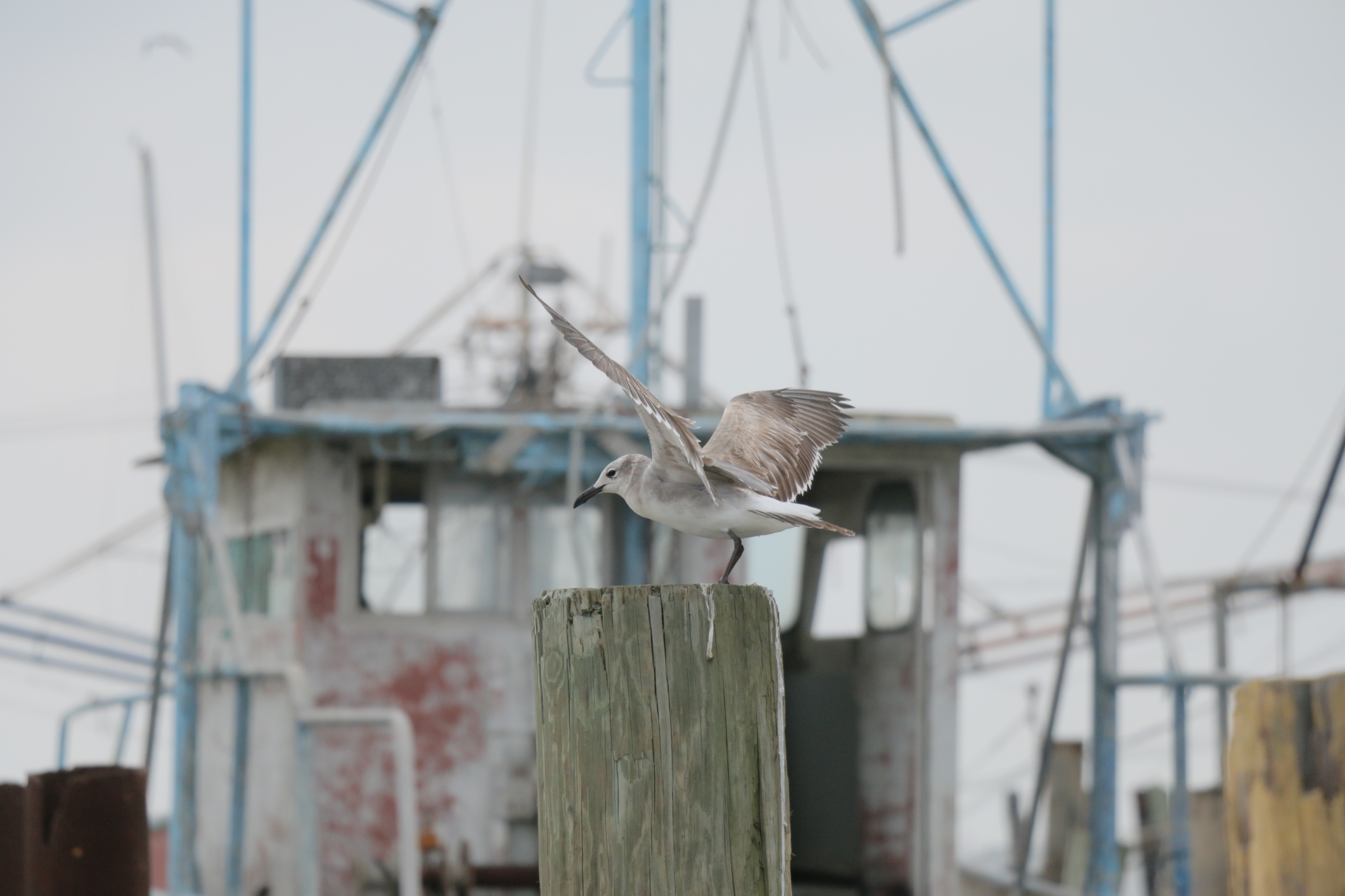 A seagull sits on the docks of Grand Isle.  Fisheries and wildlife appear to be recovering from the effects of the BP oil spill.